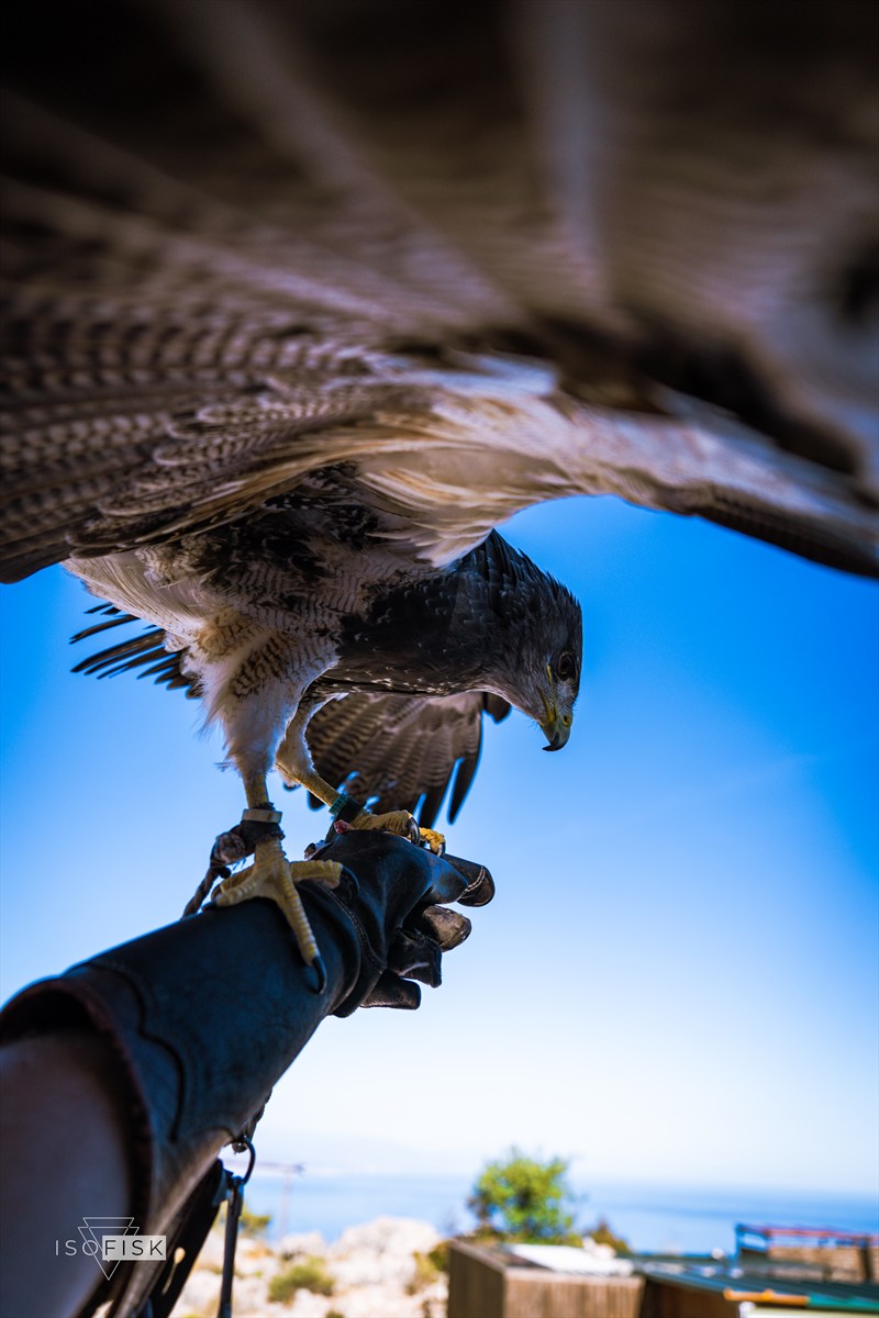 A bird of prey perched on a gloved arm beneath a clear blue sky