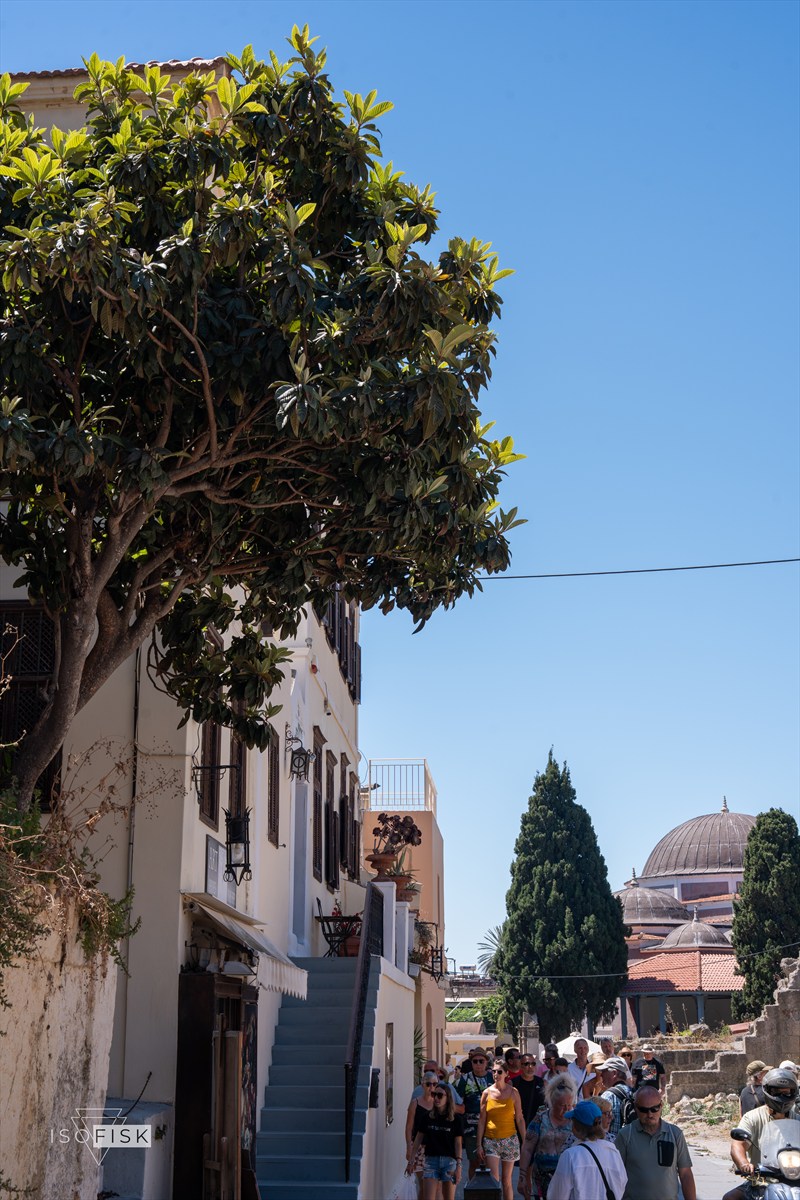 Narrow old town street with a tall cypress tree