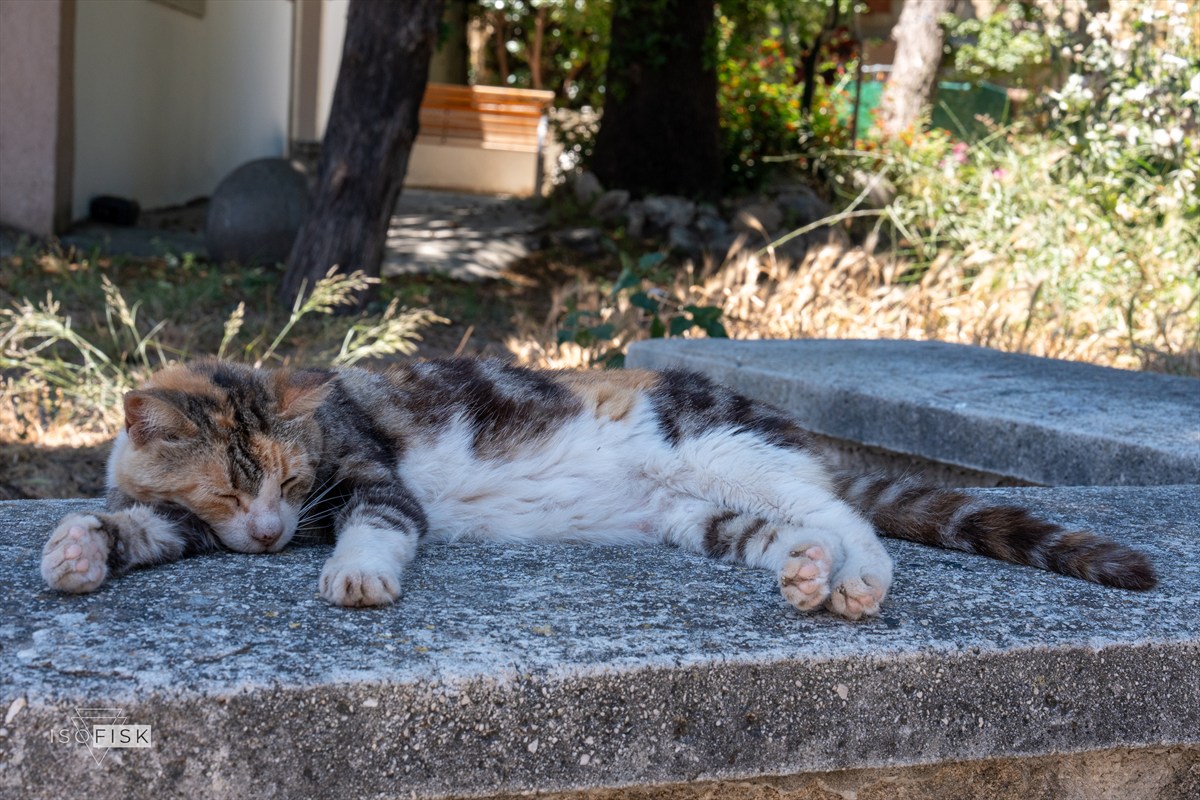 Cat resting on a stone path in the shade