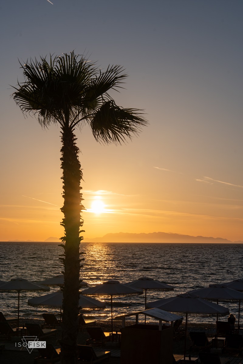 Palm tree silhouetted beside the sea at sunset