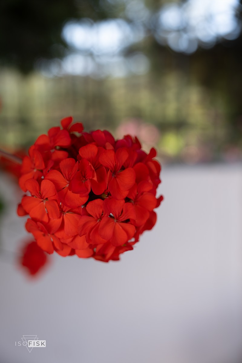 Close-up of red flowers against a soft green background