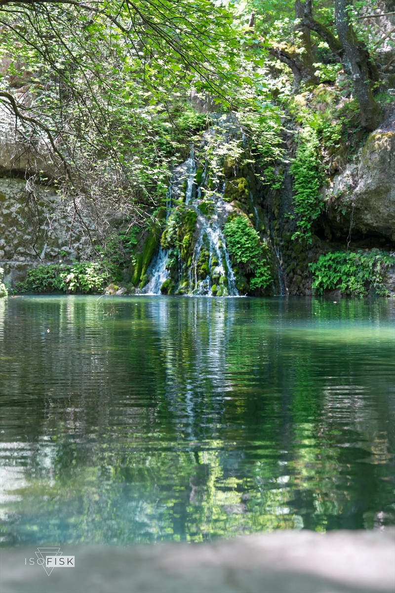 Still garden water beneath olive trees