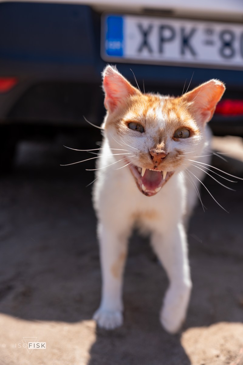Orange and white cat standing in the shade