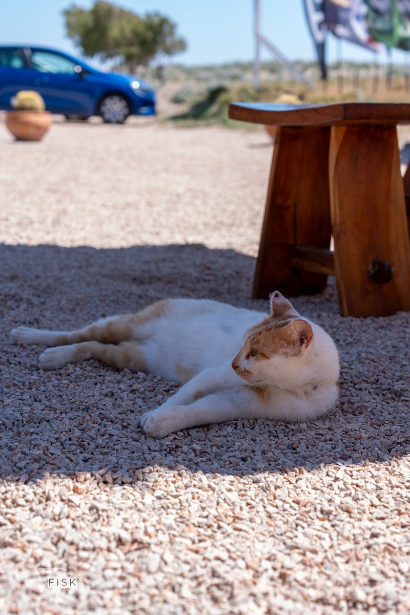 Orange and white cat resting beneath an outdoor table