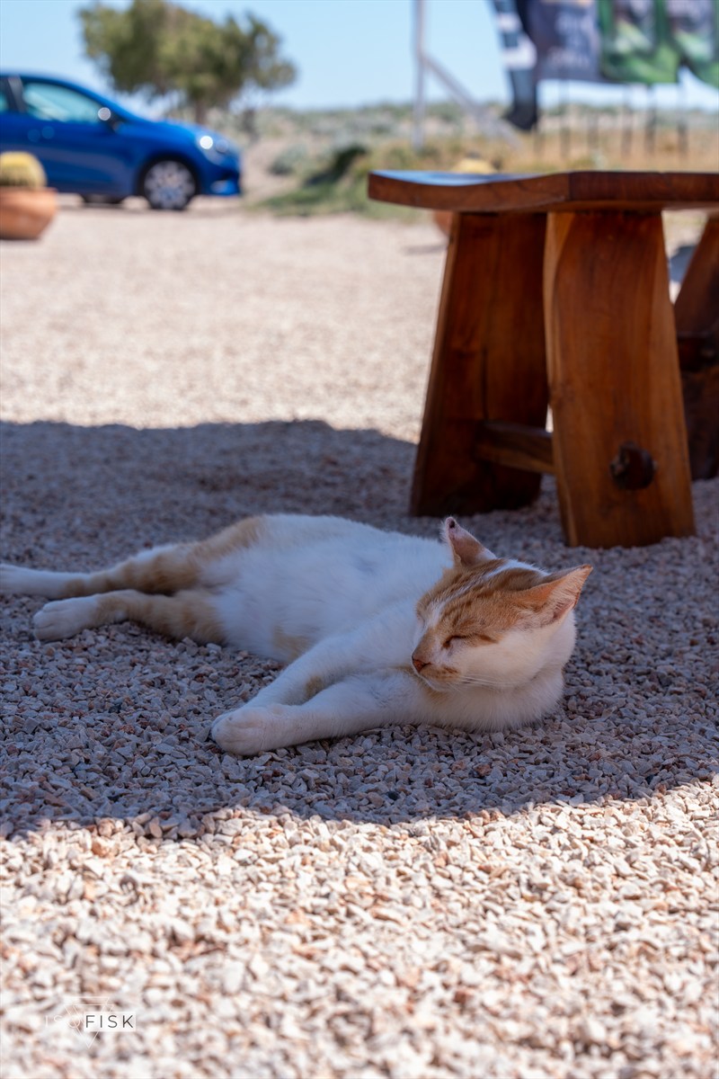 Orange and white cat relaxing in the shade